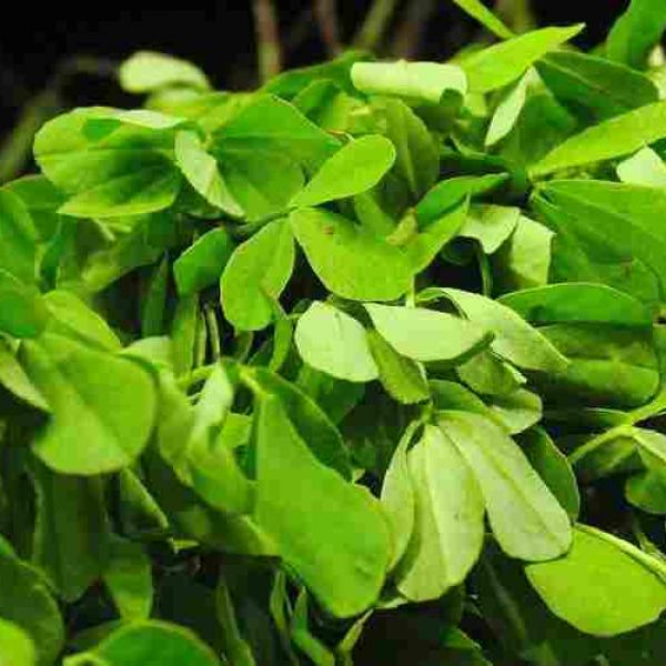 KOZIERADKA - BOŻA TRAWKA :)